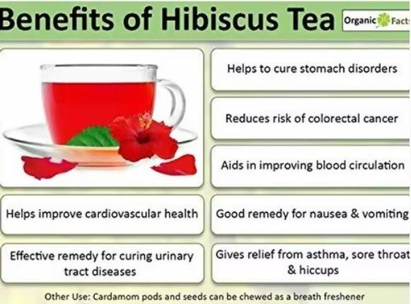 600 Tea Bags Isis Egyptian Hibiscus Herbal  Organic All Natural ايزيس كركدية2